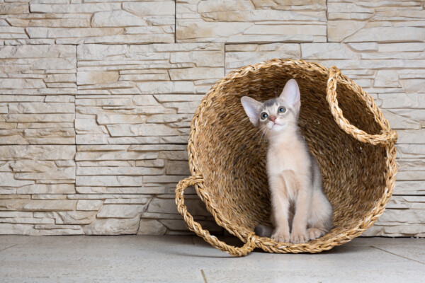 Three Safe and Stimulating Ideas for an Outdoor Cattery Near Your Home